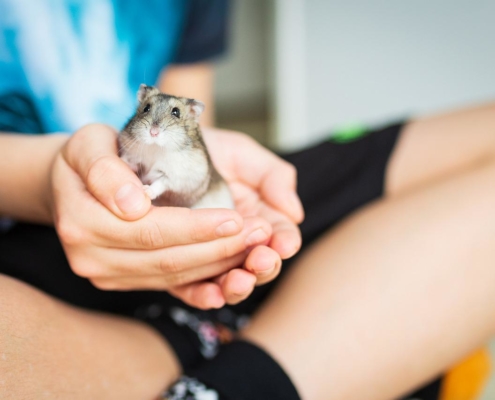 Air Purifier for Pets - Pet Odor Eliminator - baby hamster