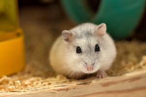 Air Purifier for Pets - Pet Odor Eliminator - hamster stare