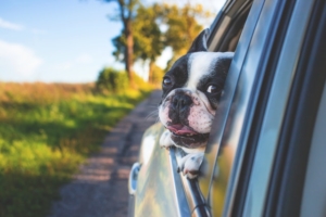 Air Purifier for Pets - Pet Odor Eliminator - riding dog