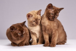 Air Purifier for Pets - CritterZone - Famous Cats