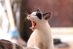 pet air purifier - critterzone - yawn