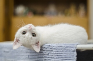pet air purifier - critterzone - kitten laying