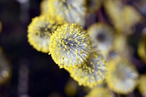 pet air purifier - critterzone - pollen