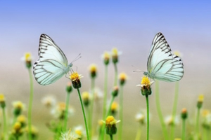 pet air purifier - critterzone - butterflies