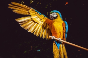 pet air purifier - CritterZone - parrot