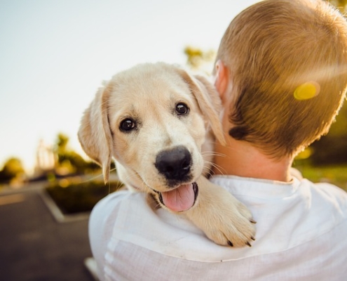 pet air purifier - critterzone - hug your dog