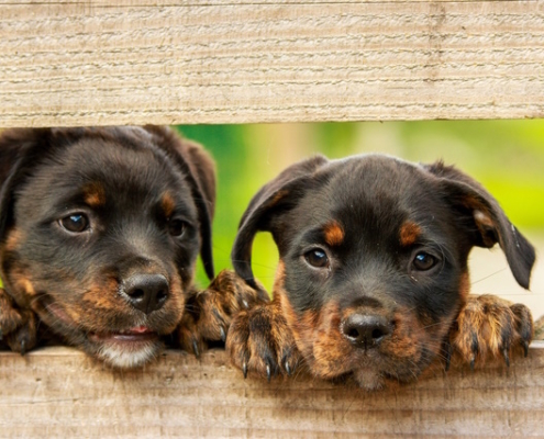 pet air purifier - critterzone - puppies