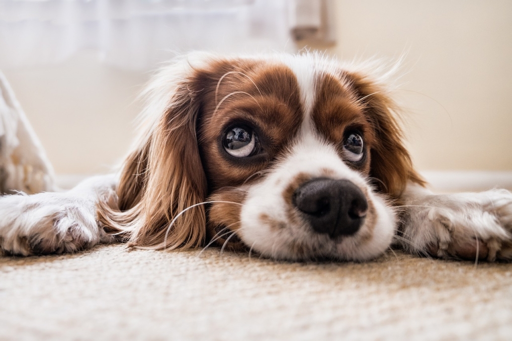 spaniel puppy laying down with sad eyes