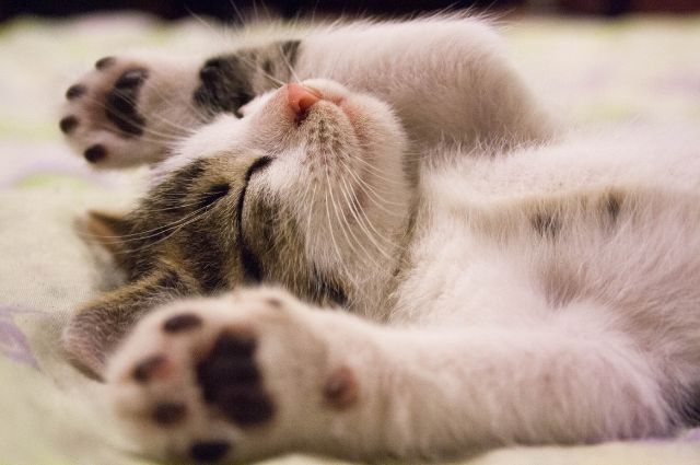 air purifier for pets - critterzone - kitten sleeping