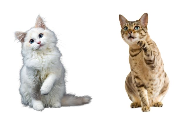 Pet Air Purifier - Critterzone - cats